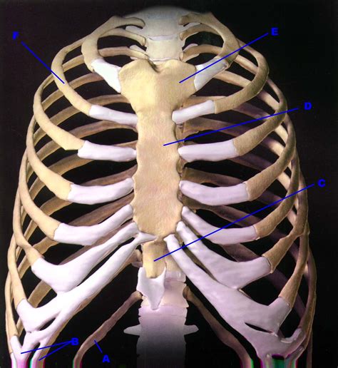 Thorax Anterior View Of Human Body Biology Forums Gallery Rib Cage