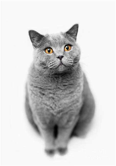 Fluffy Grey Cat Sitting On White Background Photograph By Michal Bednarek