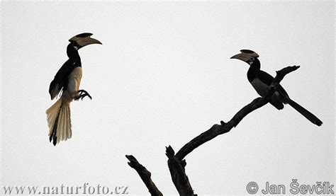 Burung enggang merupakan jenis yang populasinya tersebar di seluruh dunia. Burung Enggang Tangling Foto, Gambar