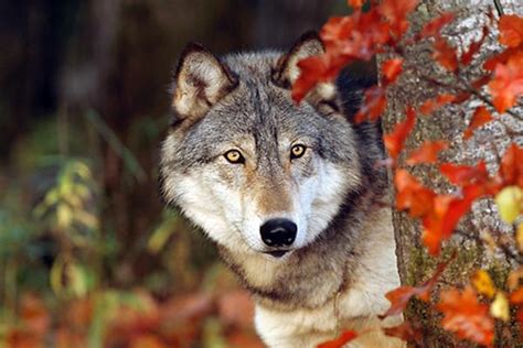 White Wolf Breathtaking Photos Of Wolves In The Woods During The