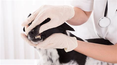 Ever Wondered Who Veterinary Dentists Are Petosan