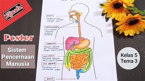 Cara Membuat Poster Sistem Pencernaan Manusia Dan Fungsinya Kelas 5