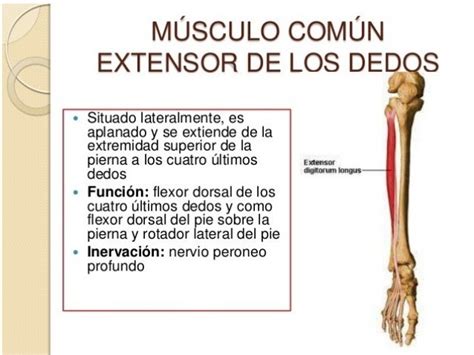 Anatomía De La Pierna Y Pie Miologia Vasc E Inerv