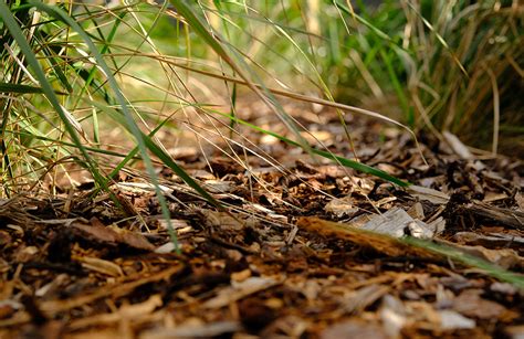 Forest Floor Mulch Centrallandscapes