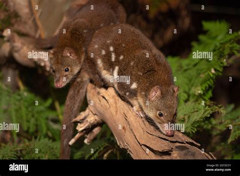 Closeup Of Cute Tiger Quolls Also Known As Spotted Tail Quoll Spotted