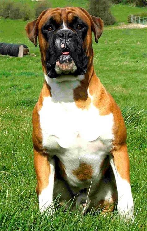 On this page… we'll share the dog food advisor's safest and most recommended dog foods for weight loss. Olde English Bulldogge | Boxer dogs, Boxer dog breed ...