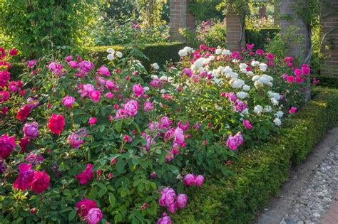 12 Tips For Designing Beautiful Rose Beds Rose Garden Design Rose