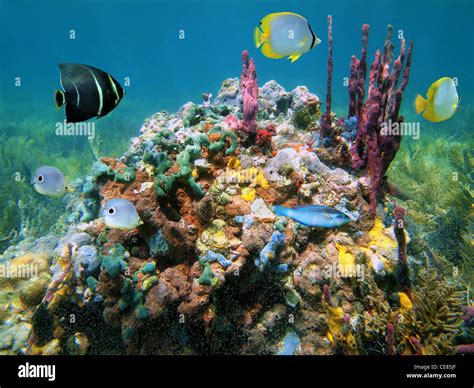 Colorful Marine Life With Sea Sponges And Tropical Fish
