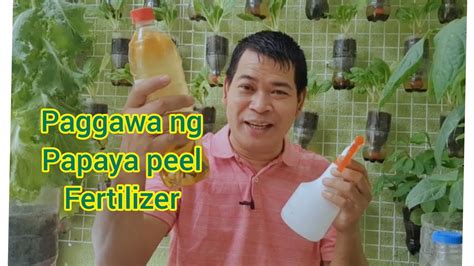 Paano Gumawa Ng Papaya Peel Fertilizer Pampabulaklak At Pampabunga