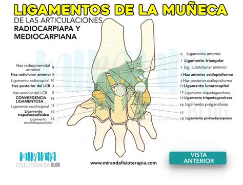 Ligamentos De La Muñeca Anatomia Y Fisiologia Humana Anatomia Y