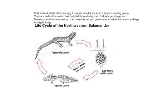 Life Cycle Of A Lizard Diagram