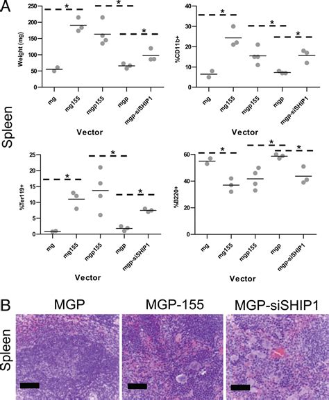 inositol phosphatase ship1 is a primary target of mir 155 pnas