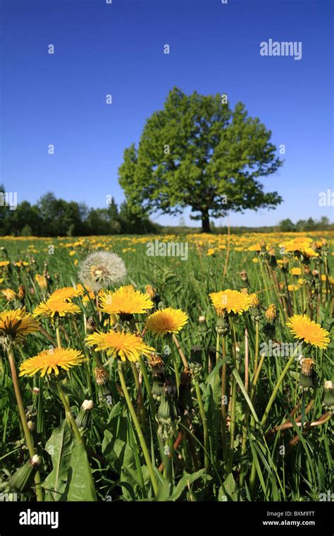 Dandelions On Field Stock Photo Alamy