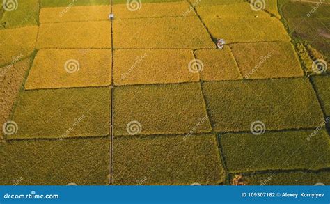 Aerial View Of A Rice Field Philippines Stock Photo Image Of Plant