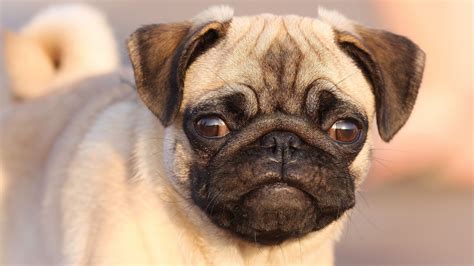 Download Wallpaper 1920x1080 Pug Face Eyes Puppy Dog