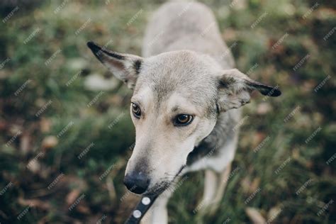 Premium Photo Scared Stray Dog With Sad Eyes And Emotions Walking In