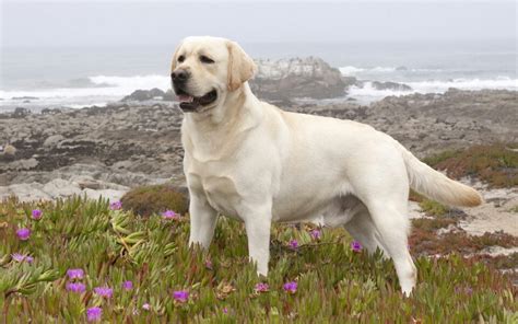 Labrador Retriever Details And Pictures Dogiman