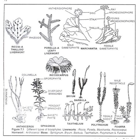 Draw labelled diagram of (a) female and male thallus of liverwort. Liverwort Diagram