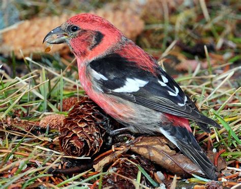 They forage mostly in spruce and tamarack, prying open the cones with their crossed bills to eat the seeds. White-winged Crossbill