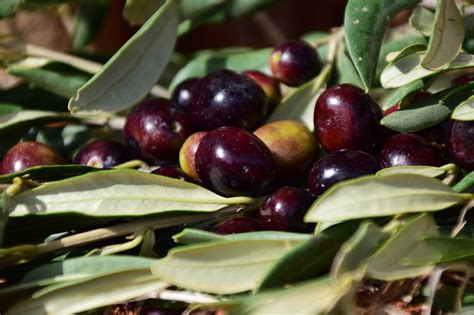Olives Black · Free Photo On Pixabay