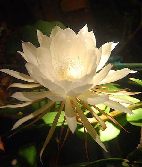 These flowers bloom at night that is why they are commonly known as moon flowers. 19 Amazing Flowers That Bloom At Night : "Moon Garden"