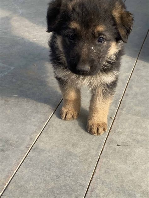 Purebred German Shepherd Puppies For Sale
