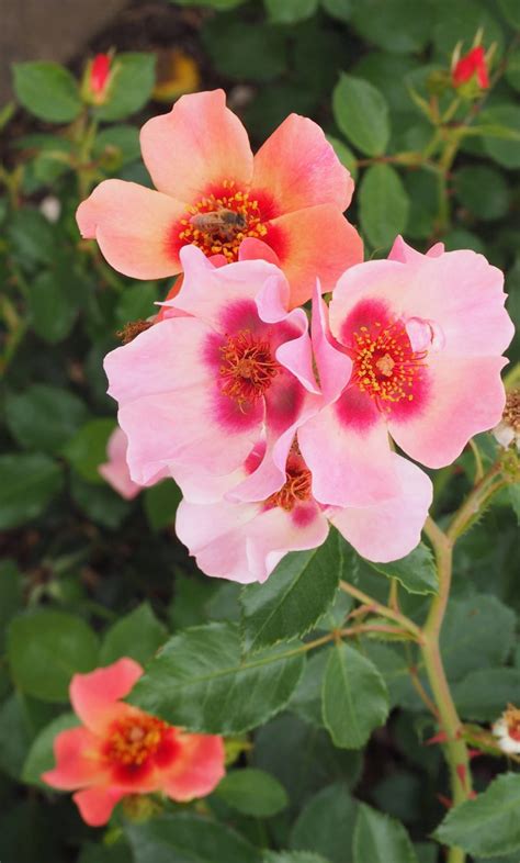 Visiting All The English Counties 2248 Sniffing The Roses At Rhs