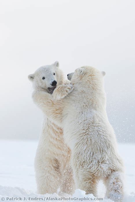 Polar Bear Cubs Play In The Snow
