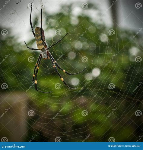 Big Colorful Banana Spider In Web Stock Image Image Of Legs Outside