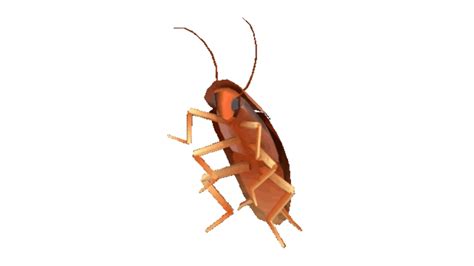 dancing cockroach know your meme