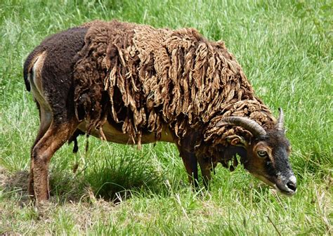 British Wildlife Of The Week Soay Sheep The Nature Nook