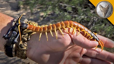 Holding A Huge Centipede Youtube