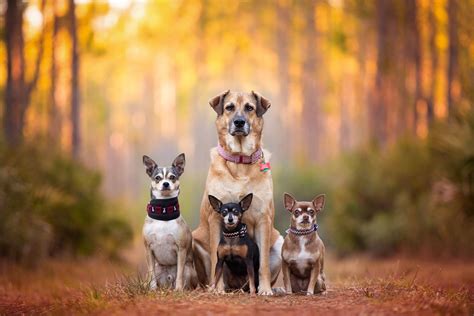Stunning Shots By Kaylee Greer Dog Photograph Dog Photography