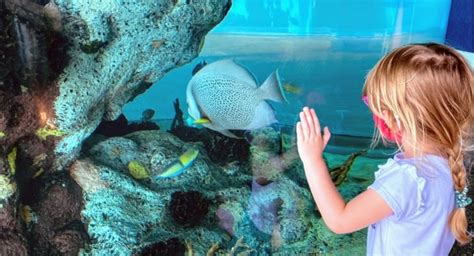 The South Carolina Aquarium Is A Day Trip You Need To Put On Your Agenda