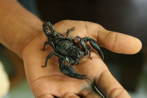 © scorpions under exclusive license to east west. Scorpion | non poisonous scorpion, it can still sting you ...