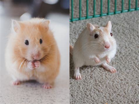 Hamster Vs Gerbil Which One Is Right For You