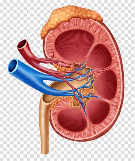 Kidney Human Body Diagram Anatomy Others Transparent Background Png