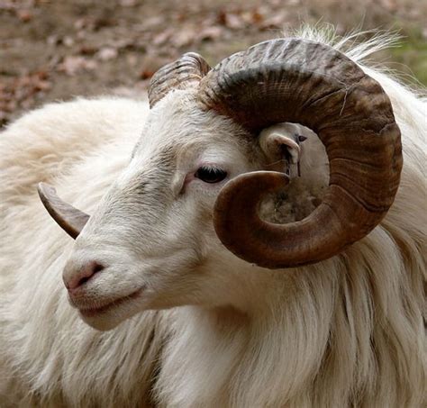 Free Image On Pixabay Ram Head Horn Fauna Goat Animals With