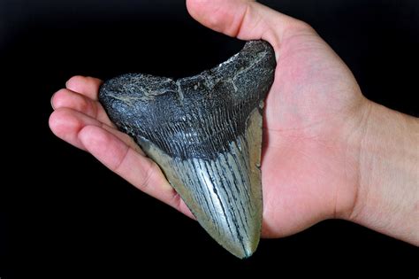 Year Old Finds Massive Shark Tooth From Ancient Megalodon