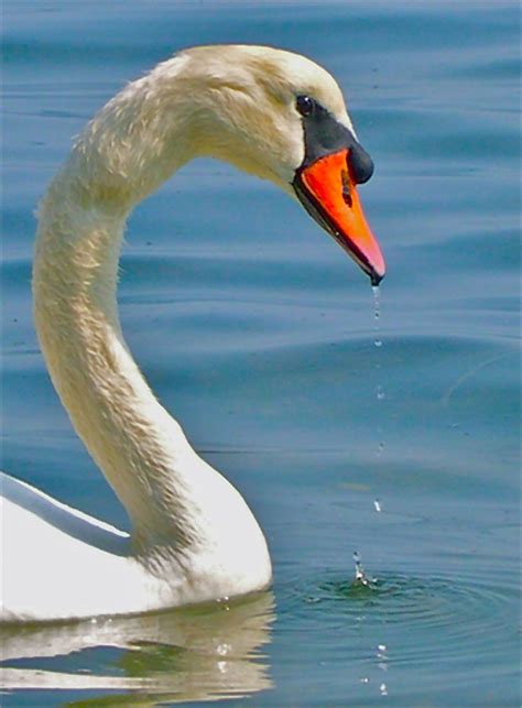 Mute Swan Nature Color Palette Mute Swan Swan