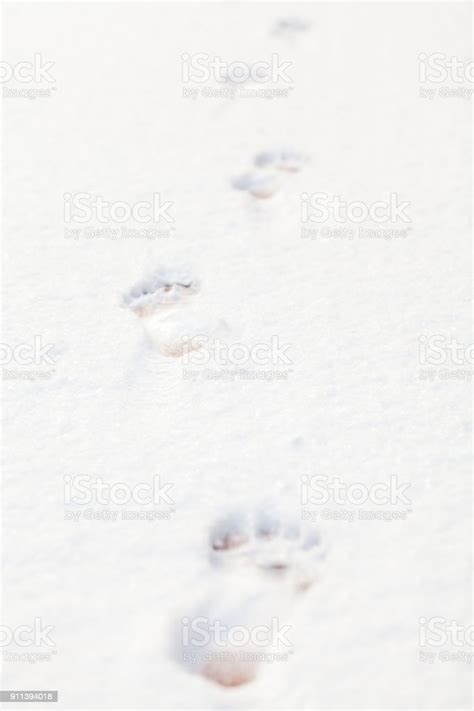 Footprints Of Bare Feet On White Snow Stock Photo Download Image Now