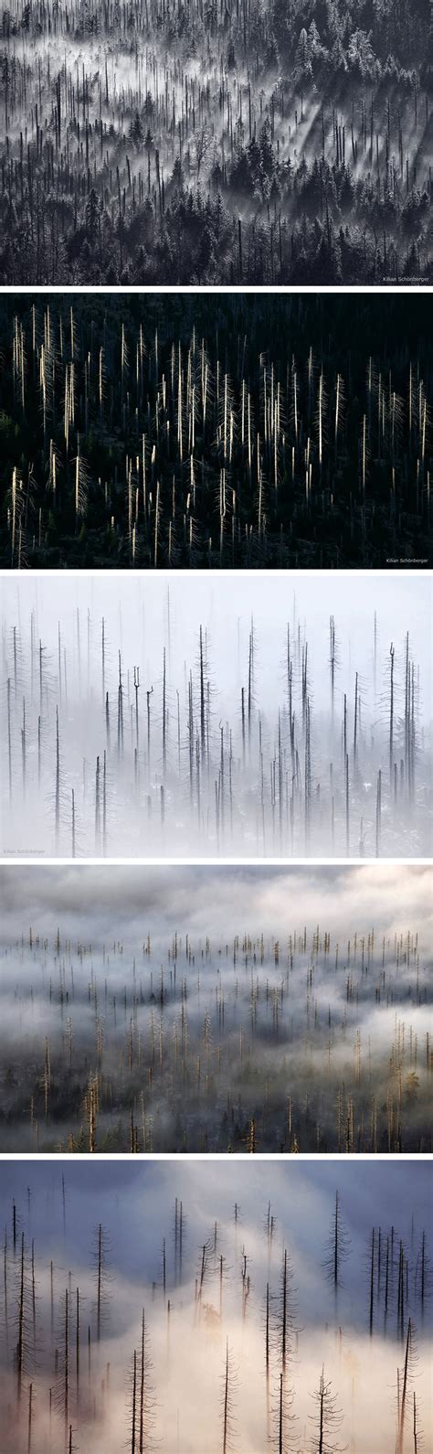 Landscape Photos Of The Misty Czech Bohemian Forest By Kilian