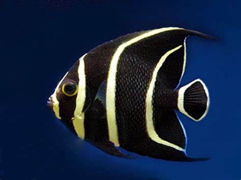 the angelfish is quite popular among aquarists these tall fishes can 