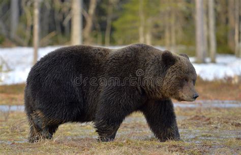 Brown Bear Ursus Arctos In Spring Forest Stock Image Image Of Cold