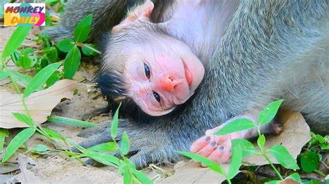 Congratulation Jane Monkey Give Birth Newborn Baby So Adorable Pink
