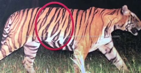 Masinagudis Elusive Man Eater Tiger Which Killed 4 Humans Captured