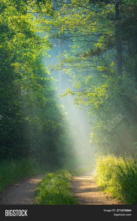 Sunbeams Forest Sun Image And Photo Free Trial Bigstock