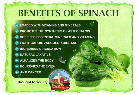 The Benefits Of Spinach Earth Man Farm