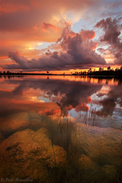 The Phoenix Pine Glades Lake Everglades National Park