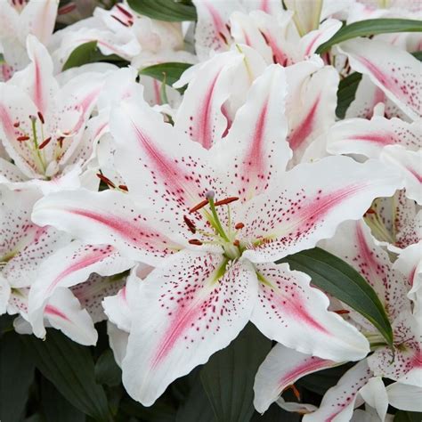 Get Lily Lovely Day Summer Flowering Bulb Lilium In Mi At English